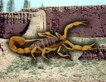 En los estados de la República Mexicana que colindan con el Golfo de México, los alacranes no son peligrosos para los humanos. NTX / ARCHIVO