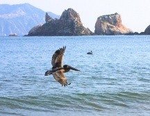 MELAQUE. Aprovecha y no te pierdas la oportunidad de salir de la ciudad para pasear, disfrutar los destinos de playa de Jalisco. EL INFORMADOR / ARCHIVO