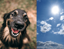 Mientras haya temperaturas extremas, es fundamental que las personas estén al pendiente del comportamiento de sus mascotas. ESPECIAL
