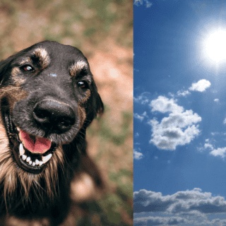 Señales de que tu perro tiene un golpe de calor y qué debes hacer
