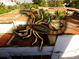 Lo más importante es buscar asistencia médica si se fue objeto de una picadura de alacrán y no realizar remedios caseros. EL INFORMADOR / ARCHIVO