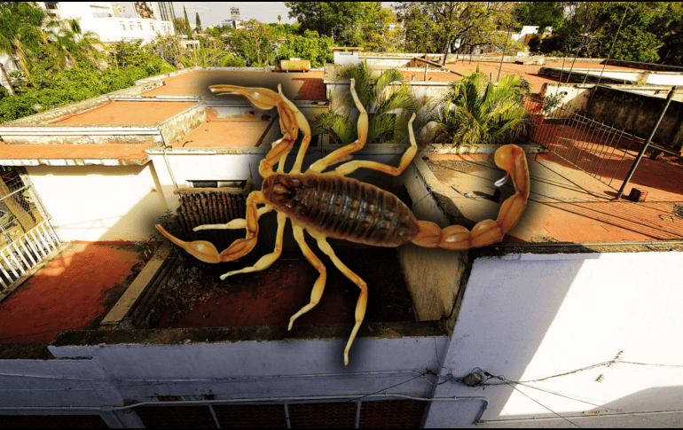 Lo más importante es buscar asistencia médica si se fue objeto de una picadura de alacrán y no realizar remedios caseros. EL INFORMADOR / ARCHIVO