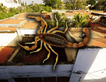 Lo más importante es buscar asistencia médica si se fue objeto de una picadura de alacrán y no realizar remedios caseros. EL INFORMADOR / ARCHIVO