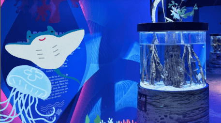 Tu entrada incluye recorrido en los cinco pabellones, interactivos digitales, Guía del Explorador, camas elásticas y laser tag. ESPECIAL/ INSTAGRAM/ acuariomichinguadalajara.