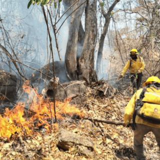 Conafor exhorta a la población a no intervenir en incendios sin preparación