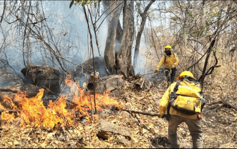 Conafor señala que la capacitación para un combatiente dura un promedio de tres años. X/@CONAFOR
