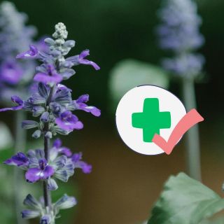 Esta es la planta que ayuda a estabilizar la glucosa y proteger el cerebro