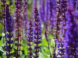 Más allá del control glucémico, la salvia también tiene efectos positivos en la salud cerebral. Unsplash