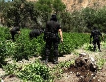 En total, participaron 100 elementos estatales en las labores de aseguramiento y eliminación de los plantíos.CORTESÍA