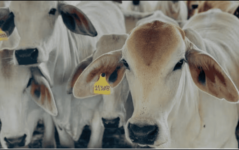 La miasis por gusano barrenador es una enfermedad parasitaria causada por la fase de larva o gusano de la mosca Cochliomyia hominivorax, que se alimentan del tejido vivo de los mamíferos. ESPECIAL