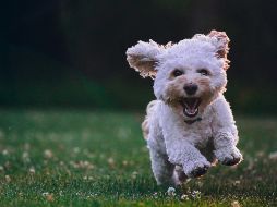 Para la deshidratación existen sueros especiales para mascotas. Unsplash