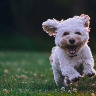 Ante las altas temperaturas ¿es recomendable dar suero a un perro?