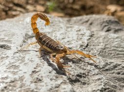 Conoce las diferencias entre los alacranes inofensivos y los peligrosos. UNSPLASH / S. KATIRACHI