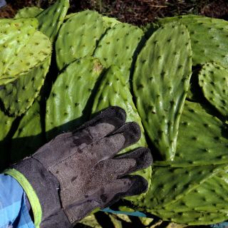 Estas son las propiedades de la baba de los nopales