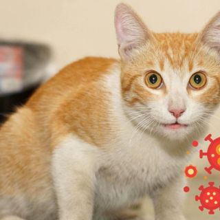 ¿Qué hacer para evitar que los gatos se contagien de gripe aviar?