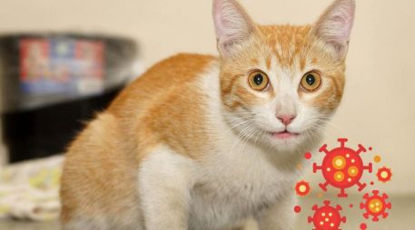 En el caso de los gatos, el virus es particularmente mortal. SUN / ARCHIVO