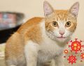 En el caso de los gatos, el virus es particularmente mortal. SUN / ARCHIVO