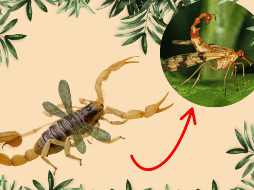 Estos métodos ayudan a mantener un entorno más seguro y armonioso, sin afectar a especies que, aunque poco conocidas, cumplen una función ecológica valiosa. CANVA