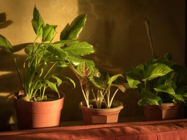 Es importante mantenerse alerta para identificar cuando una planta se está marchitando y actuar a tiempo. UNSPLASH / K. ABUID