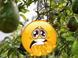 El aguacate no es el enemigo, pero su producción y consumo desmedido sí pueden tener consecuencias devastadoras.  CANVA