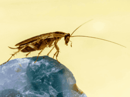 Durante la temporada de calor, muchas personas perciben un aumento en la presencia de cucarachas en el hogar, incluso cuando las áreas del mismo se mantienen limpias. ESPECIAL