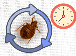 Su ciclo de vida se divide en tres etapas: huevo, ninfa y adulto. CANVA