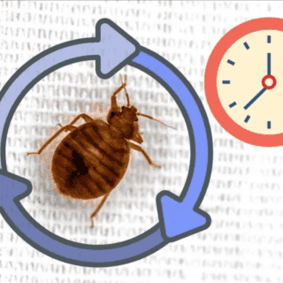 ¿Cuánto tiempo viven las chinches?