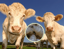 Esta tarde, México y Estados Unidos alcanzaron un acuerdo para el manejo del gusano barrenador del ganado. CANVA