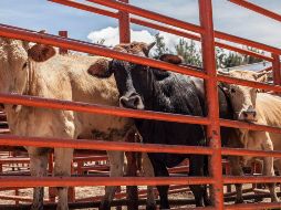 Ganado bovino en revisión sanitaria. México intensifica medidas para contener la propagación del gusano barrenador. EL INFORMADOR/Archivo