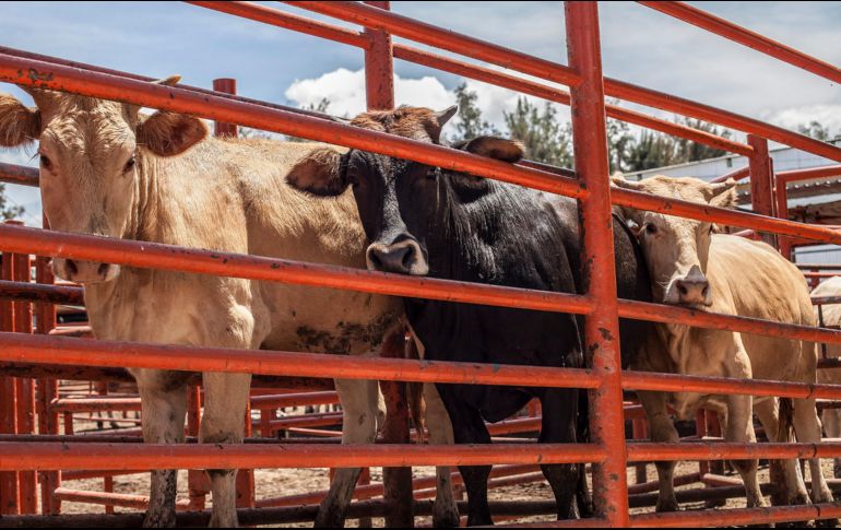 Ganado bovino en revisión sanitaria. México intensifica medidas para contener la propagación del gusano barrenador. EL INFORMADOR/Archivo