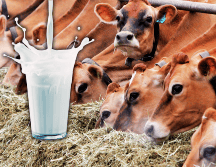 Tomar leche en exceso podría traer problemas como el acné o el riesgo de ciertos cálculos renales. AP / ARCHIVO