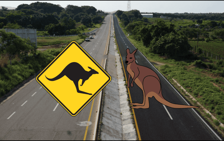 El marsupial fue neutralizado por su dueño y se encuentra bien de salud. SUN/ARCHIVO