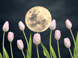 La Luna de Flores está a punto de iluminar el cielo nocturno de México. ESPECIAL