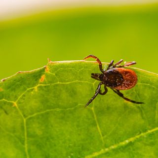 Remedios caseros para EVITAR tener garrapatas en esta época de calor