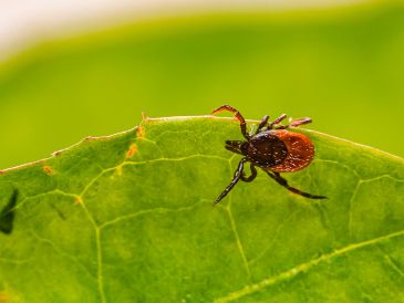 Evitar las garrapatas es importante, debido a que pueden infectarnos con bacterias y otros organismos que nos pueden enfermar. ESPECIAL / UNSPLASH / E. KARITS