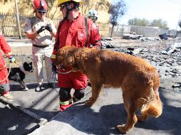 Se trata del binomio de los canes Ultra y Apolo de la UEPCBJ y Duke y Osocc de la coordinación tapatía. ESPECIAL / PROTECCIÓN CIVIL Y BOMBEROS GDL