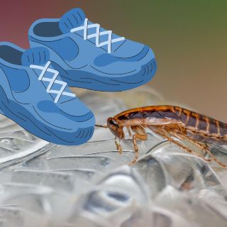 Razones por las que no debes pisar a las cucarachas