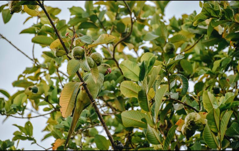 Existen diversas formas de utilizar las hojas de guayaba para tratar el acné. ESPECIAL / CANVA