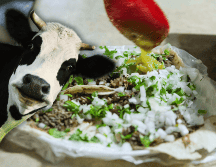 Si eres de los valientes que come tacos de ojo, es importante que sigas algunas recomendaciones. EL INFORMADOR / ARCHIVO