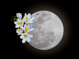 Muchos hoy en día encuentran en la Luna de Flores una oportunidad para reflexionar sobre el paso del tiempo, los ciclos naturales y nuestra relación con el entorno. NTX / ARCHIVO