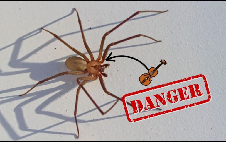 Los síntomas pueden incluir dolor intenso, hinchazón, fiebre, vómitos, malestar estomacal y, en algunos casos, daño en los tejidos cercanos a la mordedura (necrosis).  CANVA