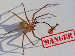 Los síntomas pueden incluir dolor intenso, hinchazón, fiebre, vómitos, malestar estomacal y, en algunos casos, daño en los tejidos cercanos a la mordedura (necrosis).  CANVA