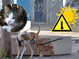 Si bien todas las mascotas son susceptibles de sufrir una insolación, algunas corren un riesgo mayor debido a sus condiciones fisiológicas. EL INFORMADOR / NTX / ARCHIVO
