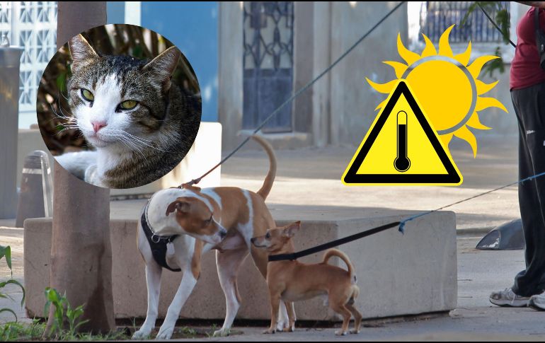 Si bien todas las mascotas son susceptibles de sufrir una insolación, algunas corren un riesgo mayor debido a sus condiciones fisiológicas. EL INFORMADOR / NTX / ARCHIVO
