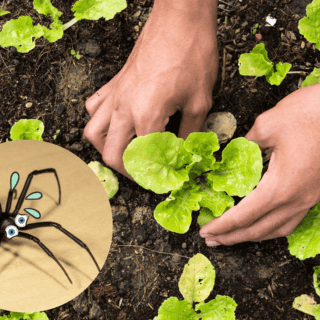 4 plantas que repelen a la araña violinista y la mantienen lejos de tu hogar