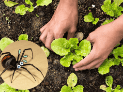 A pesar de que su presencia se incrementa en temporada de lluvias, estos insectos pueden encontrarse durante todo el año. CANVA
