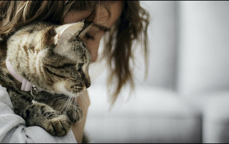 Tu personalidad y la de tu gato, más conectadas de lo que crees. UNSPLASH.COM
