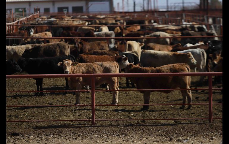 Luego de que se identificara un caso de gusano barrenador en la localidad de Catazajá, en Chiapas, Estados Unidos optó por suspender temporalmente las importaciones de ganado vivo mexicano, según informó el mismo Gobierno de México. SUN / ARCHIVO