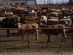 Luego de que se identificara un caso de gusano barrenador en la localidad de Catazajá, en Chiapas, Estados Unidos optó por suspender temporalmente las importaciones de ganado vivo mexicano, según informó el mismo Gobierno de México. SUN / ARCHIVO