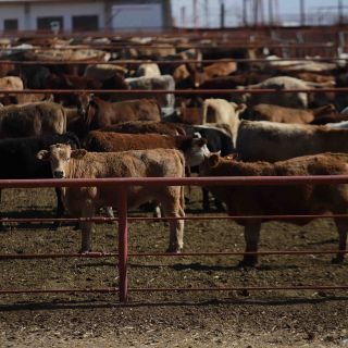 EU suspende exportación de ganado mexicano durante 15 días, por esta razón